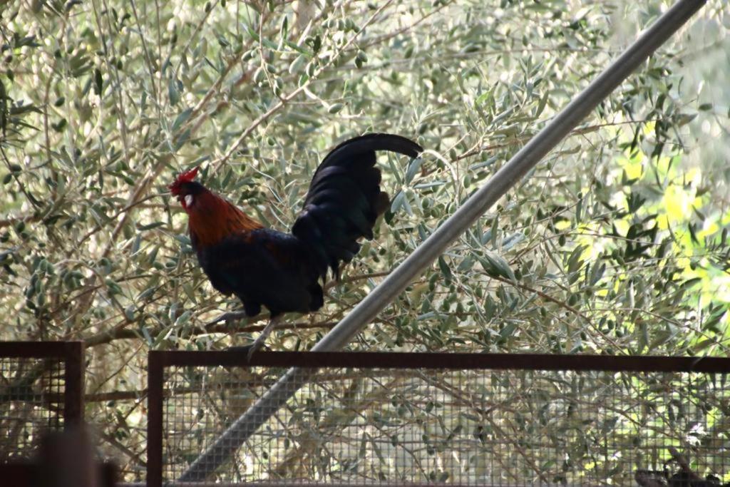 Agriturcostabaira Villa Caltagirone Bagian luar foto